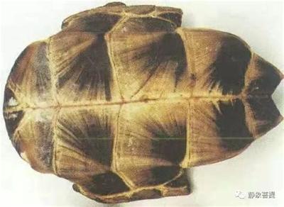 六爻占卜入门:7个核心概念一文读懂